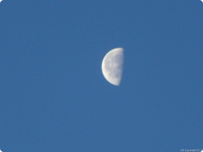 SAM_0001 Half Moon