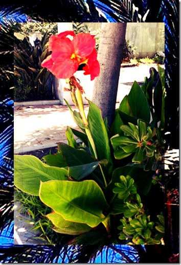 Tropical Obsession 008