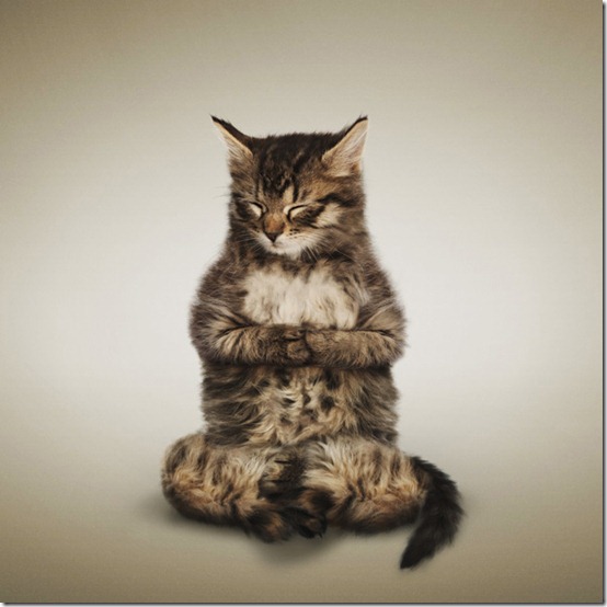 yogacatslast