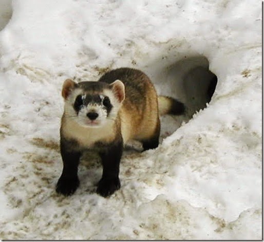 4807-adult-black-footed-ferret-male-in-outdoor-pen-at-the-national-black-footed-ferret-conservation-s3
