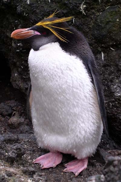 [pinguino_fronte%2520dorata%255B5%255D.jpg]