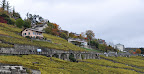 Vineyards