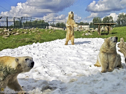 wallpapers national geographic desbaratinando (43) wallpapers national geographic desbaratinando (43)