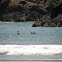 brown pelican