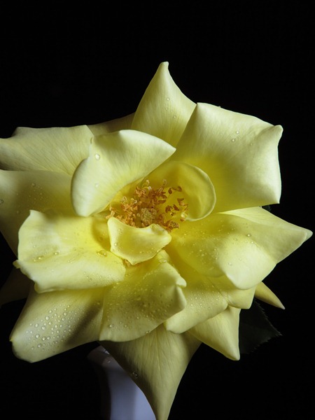 [Yellow%2520Rose%2520gb120311%2520-%2520018%25282%2529%255B3%255D.jpg]