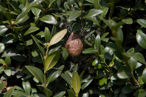 Sharkey, there is one more thing to look at. This is a silk egg sac, in which a female lays up to 3,000 eggs. Baby spiders pass all their larval stages inside the sac and hatch as spiderlings. That's a lot of babies! Sharkey, there is one more thing to look at. This is a silk egg sac, in which a female lays up to 3,000 eggs. Baby spiders pass all their larval stages inside the sac and hatch as spiderlings. That's a lot of babies!
