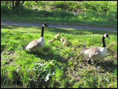 8 Goslings first 8 Goslings first