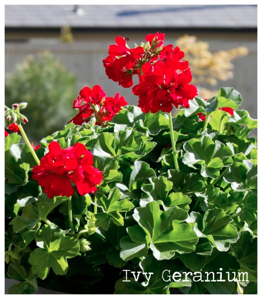 Ivy geranium