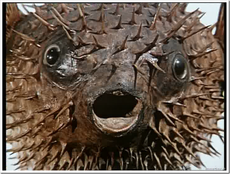 jan svankmajer historia naturae emmerdeur_208 jan svankmajer historia naturae emmerdeur_208