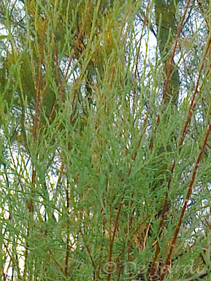 Foto0010_11.jpg