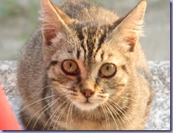Cattura Cattura