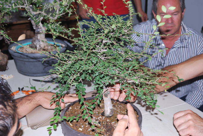 Zelkova de Miguel Angel Cordón Bazán.