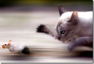 cosa-deve-mangiare-un-gatto cosa-deve-mangiare-un-gatto