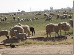 CasaGrande=Sheep (4)