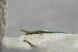 DSC_0367.JPG