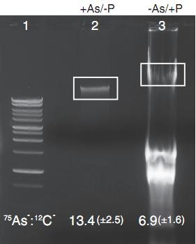 [DNA%255B2%255D.jpg]