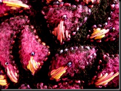 embellisher 009