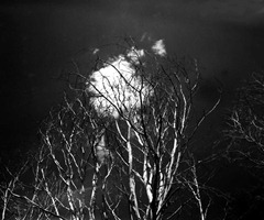 Dead-Trees-2