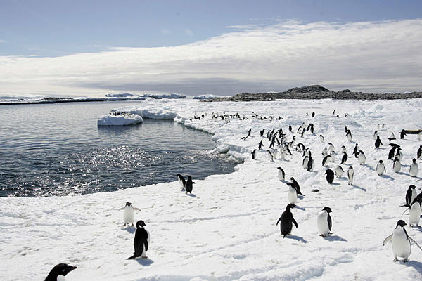 Adelie penguins walk on the ice at Cape Denison in Antarctica, in this December 2009 file photo. The ongoing warming at the poles affects weather patterns that already have and will continue to threaten crop yields around the world. Paukine Askin / Reuters
