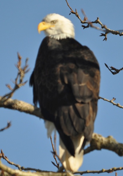 eagle2.jpg Eagle2