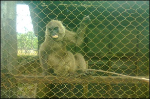 Pucak maros1001 Pucak maros1001