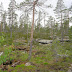 Metsämaisemaa_Marja Rissanen.jpg