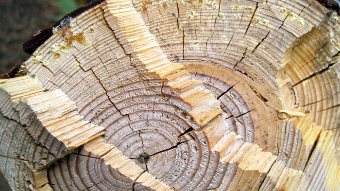 tree rings tree rings