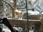 A lion at the MGM Grand.