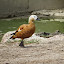 Patos en el Zoo de Madrid Patos en el Zoo de Madrid