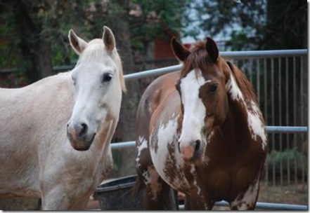 two horses