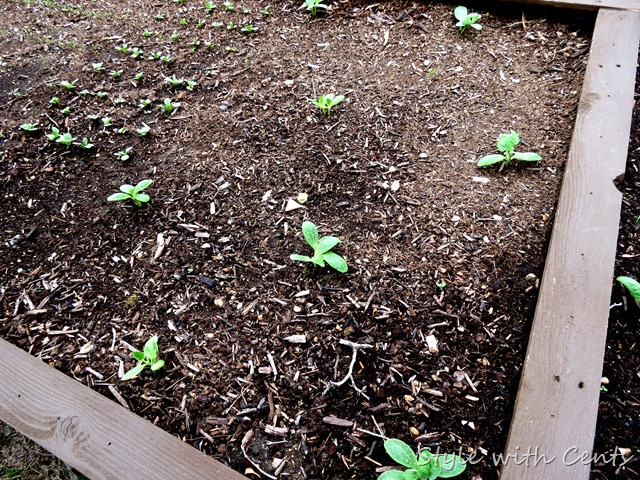 square foot gardening how to garden in a raised garden bed 1