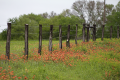 Copelyn Springs Road Chappell Hill TX 4