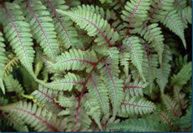 Jap painted fern