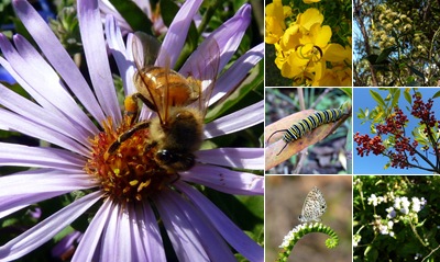 View Jill's Autumn Walk Through the Butterfly Garden