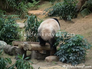 Ocean Park Asian Animal 06 Ocean Park Asian Animal 06