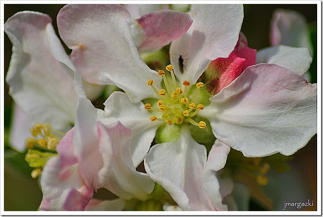 Manzanas