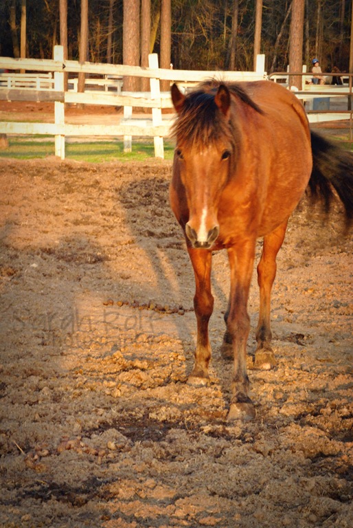 [horse-at-dusk-3%255B1%255D.jpg]