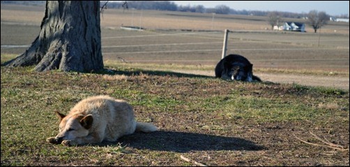 Kodi and Sadie naptime