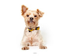 Gereth...
waiting to be adopted at The Humane Society of New York. 
See link at end of blog post for more details.
Photo by Richard Phibbs.