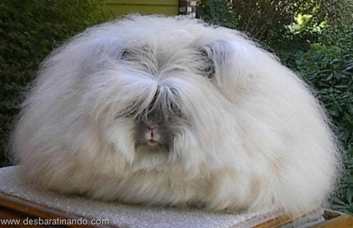 coelho angora peludo desbaratinando (4) coelho angora peludo desbaratinando (4)