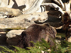 denver_zoo