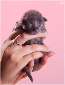 Фото котенка мейн-кун Frant возраст 1 неделя | Питомник Grey Claw`s