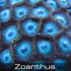 Zoanthus-blue.jpg