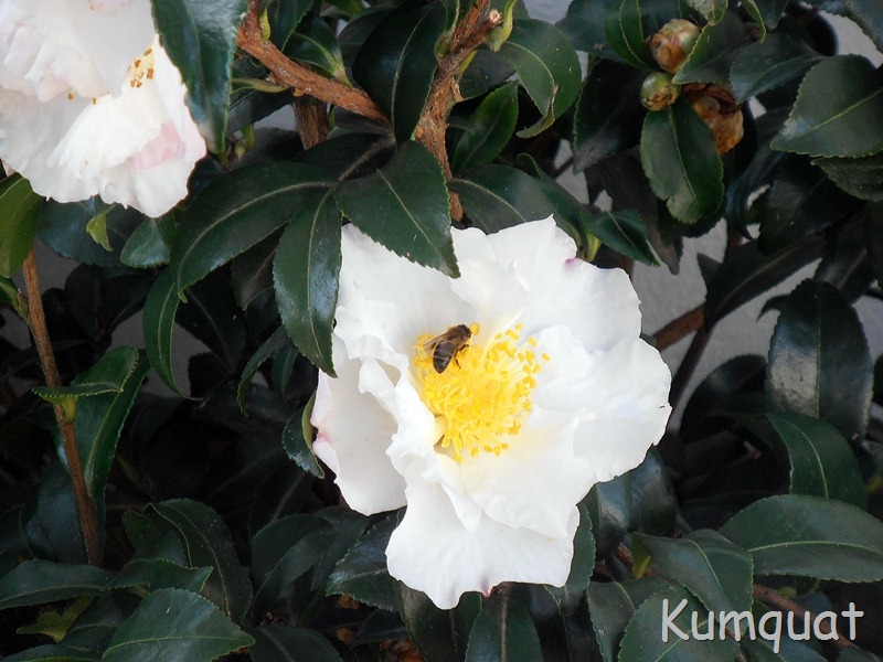 [camelia%2520sasanqua%25203%255B5%255D.jpg]