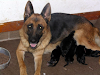 Cachorros Ovejeros Alemanes Tatuados