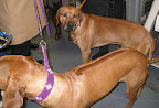 Rhodesian Ridgeback