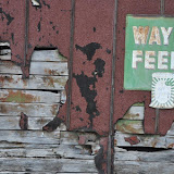 "Wayne Feeds" - copyright David Thompson