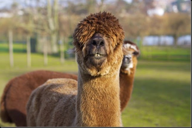 Alpaca Jeremy Alpaca Jeremy
