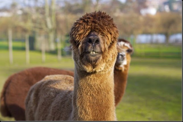 Alpaca Jeremy