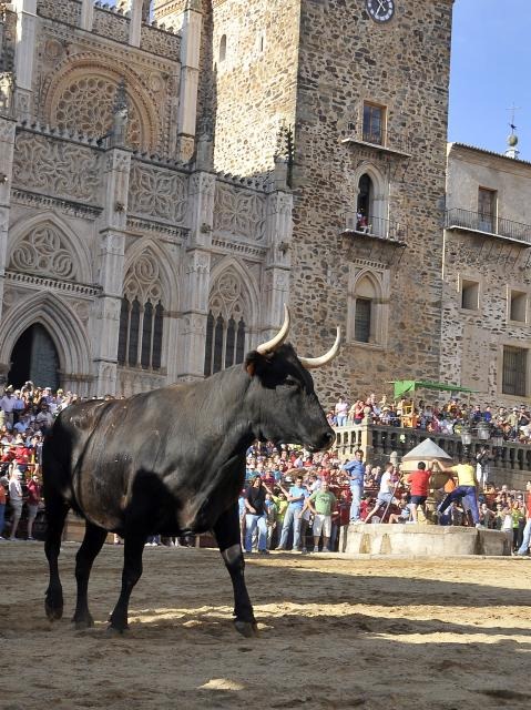 [131608-guadalupe-toros4.jpg]